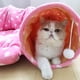 thumbnail image 3 of Cama De Túnel Para Gatos Con Alfombrilla Suave Juguetes De Túnel Para Gatos Con Bola Divertida De Mirilla Para Gatitos De Mascotas De Interior Serendint PT001583-02, 3 of 7