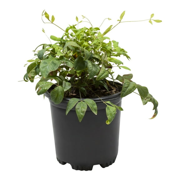Altman Plants 1Gal Nandina Live Plant with Grower Pot