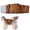 C, variant on Breathable Soft Reusable Cat Diapers, Skin-Friendly Washable Adjustable Kitty Nappies, No Rubbing Comfort Pet Diaper for Cats in Heat, Spraying & Incontinent Kittens & Adult Cats