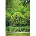 thumbnail image 3 of Needlepoint Chinese Holly - Ilex Cornuta - 12 Live Quart Size Plants - Low Maintenance Screening Evergreen Hedge, 3 of 5
