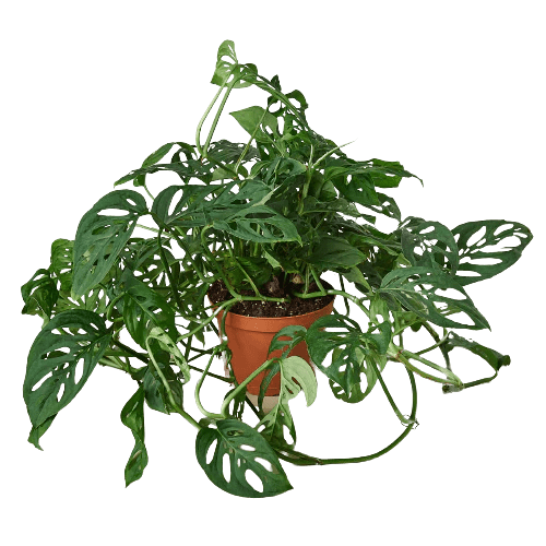Monstera Adansonii - Live Air-Purifying Indoor Plant in Nursery Pot – Easy Care, Low Maintenance Houseplant for Home & Office Decor, Natural Air Cleaner, Best for Beginners (3"Pot, NurseryPot)