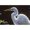 thumbnail image 2 of A Great Egret Stalks Prey; Homestead Florida United States Of America Poster Print, 2 of 2