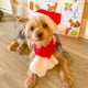thumbnail image 4 of Conjunto navideño de gorros y capas navideñas para mascotas., 4 of 5