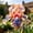 B, variant on Superior Iris For Cultivating-Perennial Adornment-Great for Flower Borders-Courtyard Ornament(Non-Artificial)