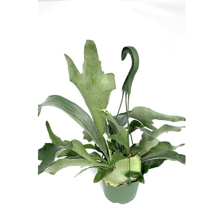 Green Staghorn Fern Live Plants in 6" Hanging Pot