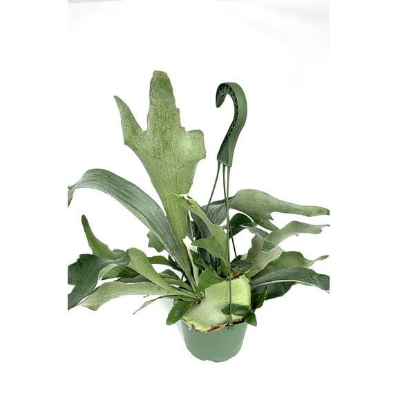 Green Staghorn Fern Live Plants in 6" Hanging Pot