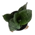 thumbnail image 4 of Costa Farms Sansevieria Mother-In-Law's Tongue, Live Indoor Snake Plant in Modern Ceramic Planter, Grey with Gold Detailing, 8-Inch Tall, Grower's Choice, 4 of 8