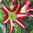thumbnail image 2 of Easy to Grow Amaryllis Santiago 1 Plant Bulb, Flower Indoor Holiday or Outdoor Spring Bloom, 2 of 4