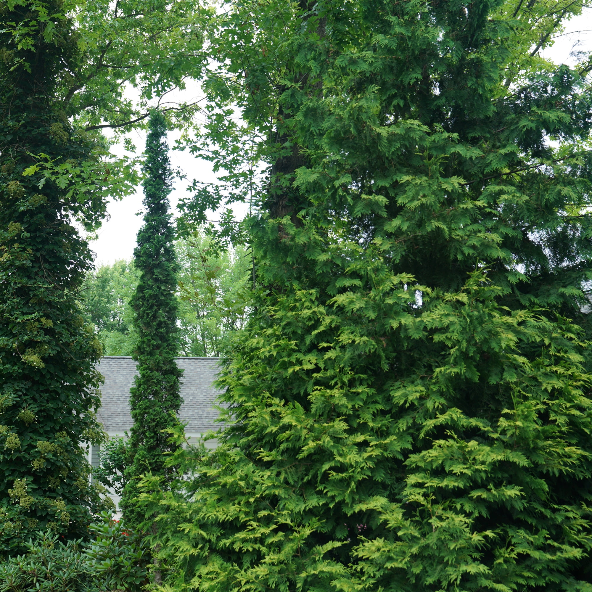 Proven Winners ColorChoice Sting Arborvitae Live Shrub (2 Gallon)