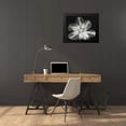 thumbnail image 4 of Koetsier, Albert 24x20 Black Modern Framed Museum Art Print Titled - Big Blossom II, 4 of 5