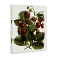 thumbnail image 3 of Stupell Industries French Country Strawberry Plant Study Canvas Art, 16 x 20, by Lettered and Lined, 3 of 8