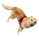 thumbnail image 3 of Arnes Para Perros Razas Grandes Personalizados Uso Rudo, 3 of 4