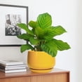 thumbnail image 3 of Ordivic 7 inch Yellow Ceramic Plant Pot with Drainage Hole & Saucer, Medium Indoor Outdoor Planter for Snake Plant, Pothos, Small ZZ Plant,Porch,Desk, 3 of 7