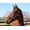 Cal, variant on Henri de Rivel Cal Embroidered Leather Halter - Pony Havana