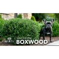 thumbnail image 2 of Winter Gem Boxwood  1 Large Gallon Size Plants  Buxus Microphylla Japonica  Fast Growing Cold Hardy Formal Evergreen Hedge Shrub, 2 of 9