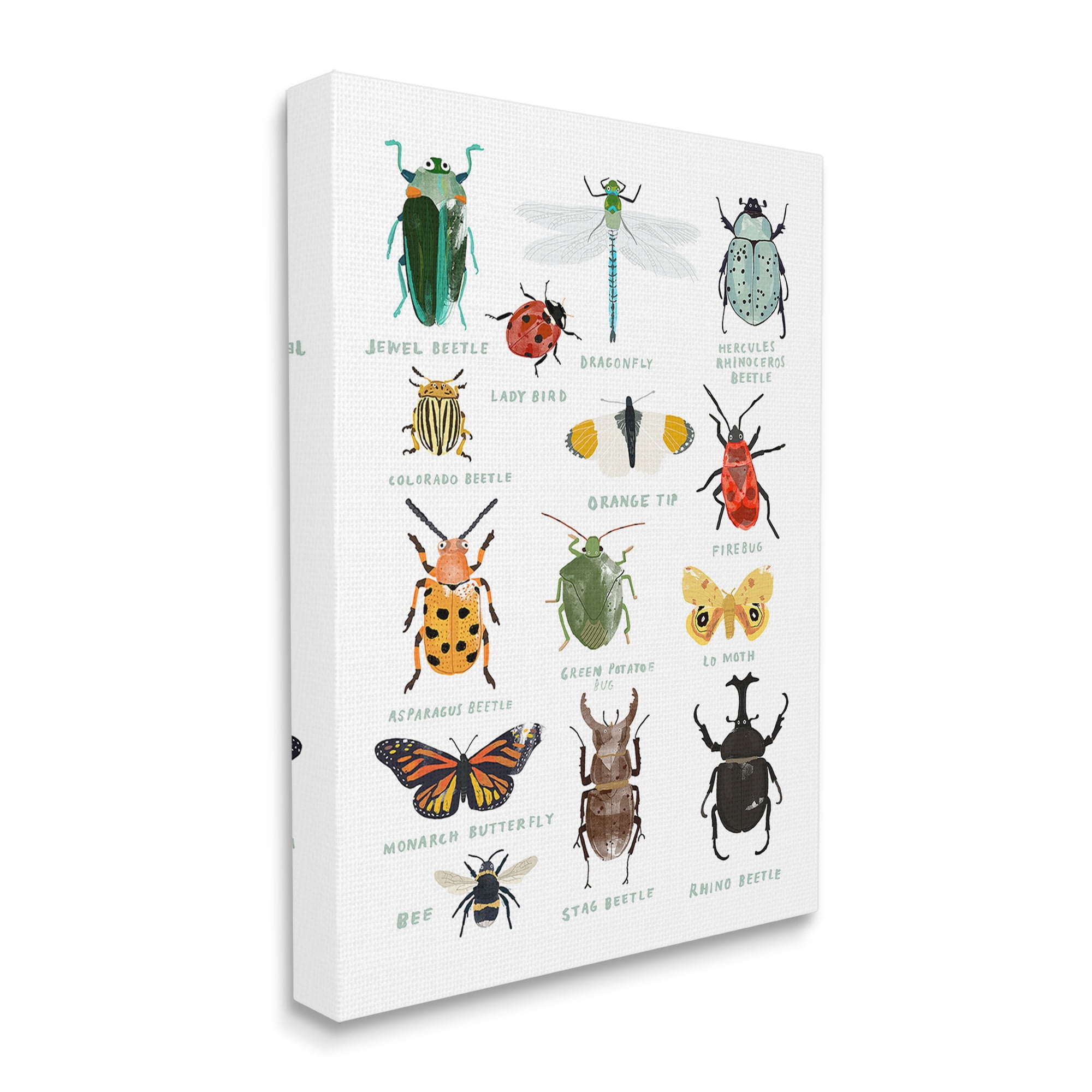 Stupell Industries Educational Bug Types Animals & Insects Painting Gallery Wrapped Canvas Art Print Wall Art, 30 x 40