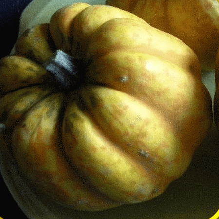 Everwilde Farms - 40 Table Gold Acorn Winter Squash Seeds - Gold Vault Jumbo Bulk Seed Packet