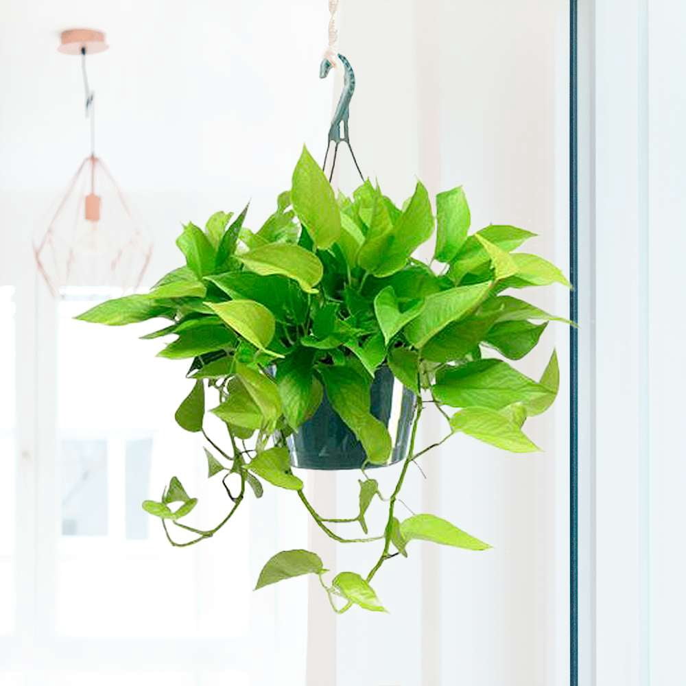 Pothos Neon Live Plant for Indoor | Different Houseplants in 4'' & 6'' Pot | Real House Plant for Living Room, Office, Desk & Bathroom | Neon Pothos | Epipremnum pinnatum
