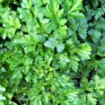 thumbnail image 4 of Parsley Plant Live for Planting, 3 Inch Pot, Live Parsley Plant, Planting in Containers, Home Garden, 4 of 6