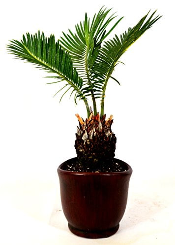 9GreenBox - Sago Palm - 4.5' Ceramic Pot