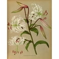 thumbnail image 2 of Arentine H. Arendsen 19x24 Black Ornate Framed Double Matted Museum Art Print Titled: Lily Beautiful List (Lancifolium Album) (1872-1881), 2 of 5