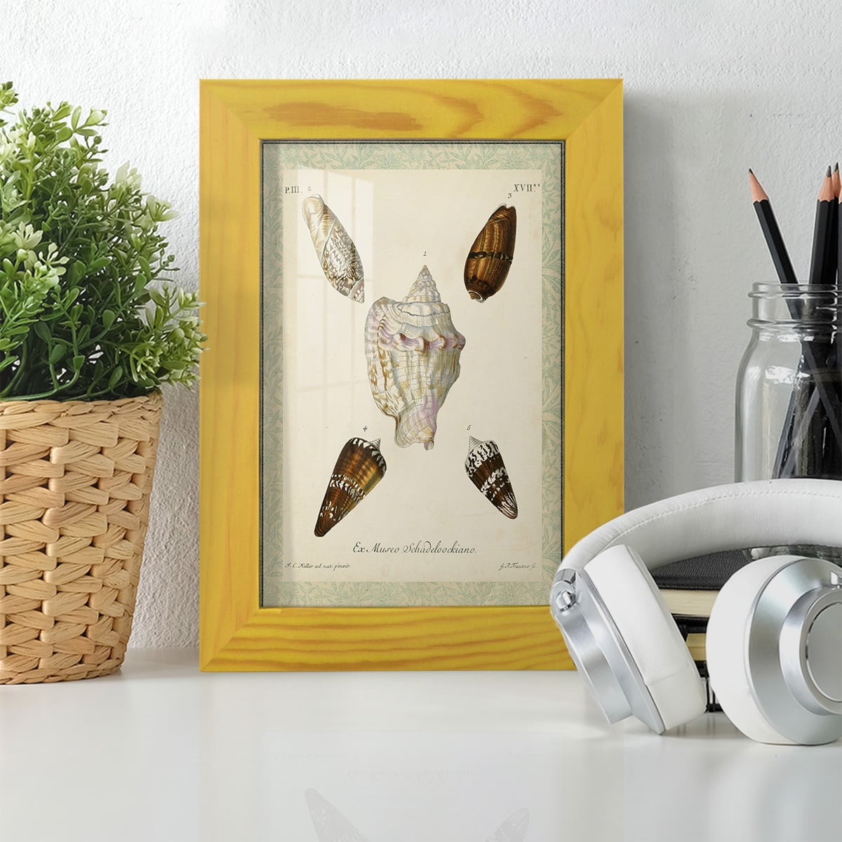 Bookplate Shells IV - Framed Print w/glass - Sunflower Yellow