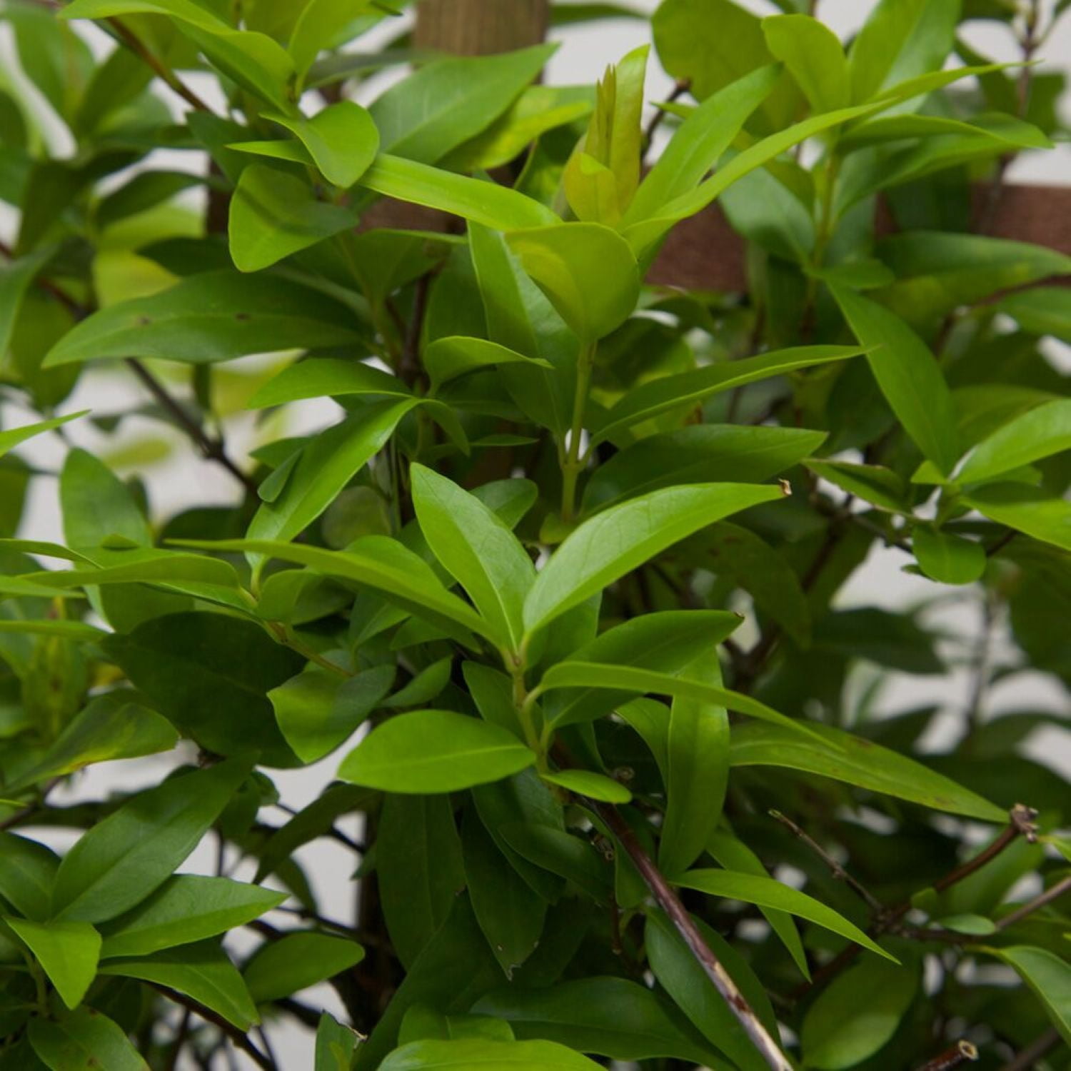 Expert Gardener Carolina Jessamine (2.5 Gallon) Semi-Evergreen Blooming Vine with Yellow Flowers - Full Sun to Part Sun Live Outdoor Plant