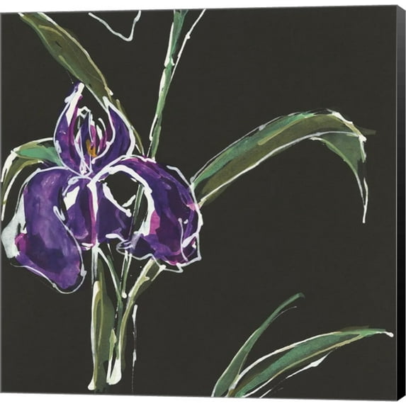Iris on Black II by Chris Paschke, Canvas Wall Art