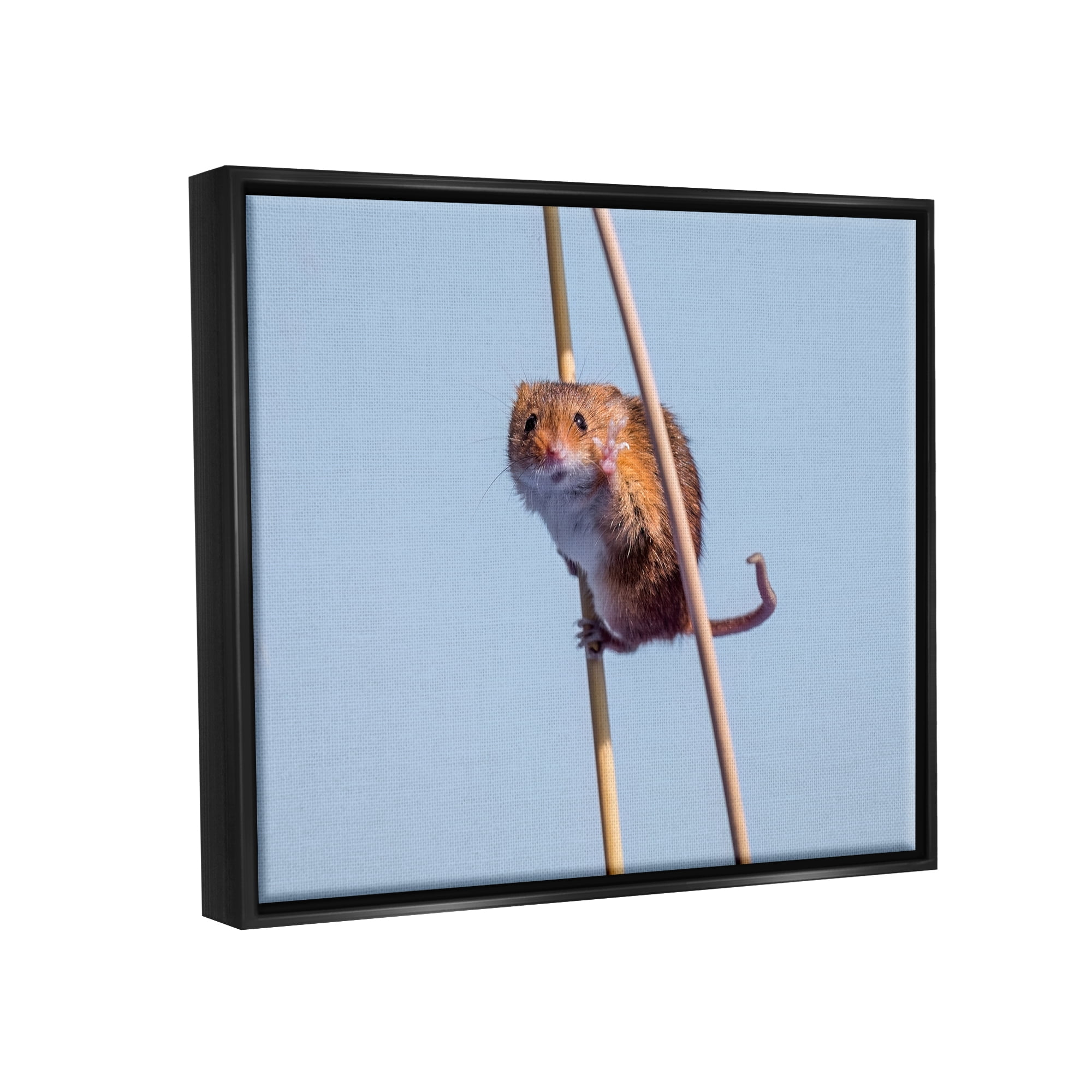 Stupell Industries Funny Balancing Mouse Animals & Insects Photography Black Floater Framed Canvas Art Print Wall Art, 21 x 17