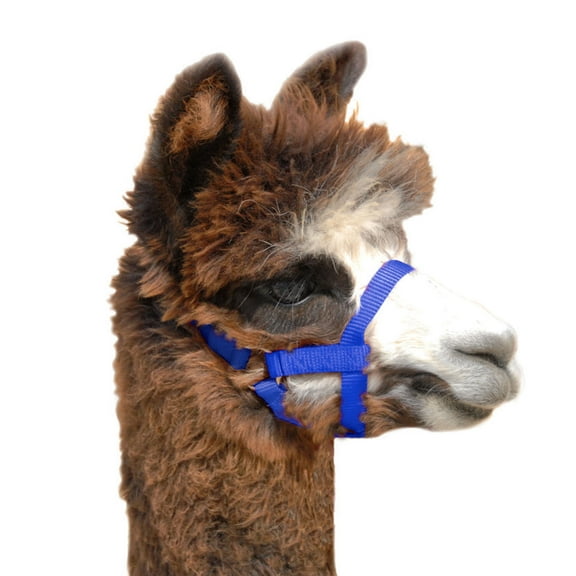 WEAVER HLTR NYL Alpaca 5/8IN AV BL, Blue, Medium, (35-7088-BL)