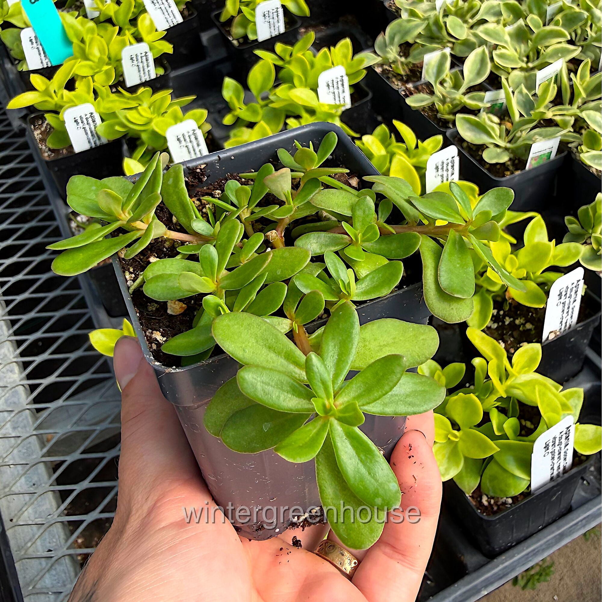 Portulaca Oleracea Seaglass, Double Guava, Moss Rose - Pot Size: 3" (2.6x3.5") - Flowers, House Plants