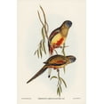 thumbnail image 2 of Gould, John 11x14 White Modern Wood Framed Museum Art Print Titled - Crimson-bellied Parakeet-Psephotus haematogaster, 2 of 4