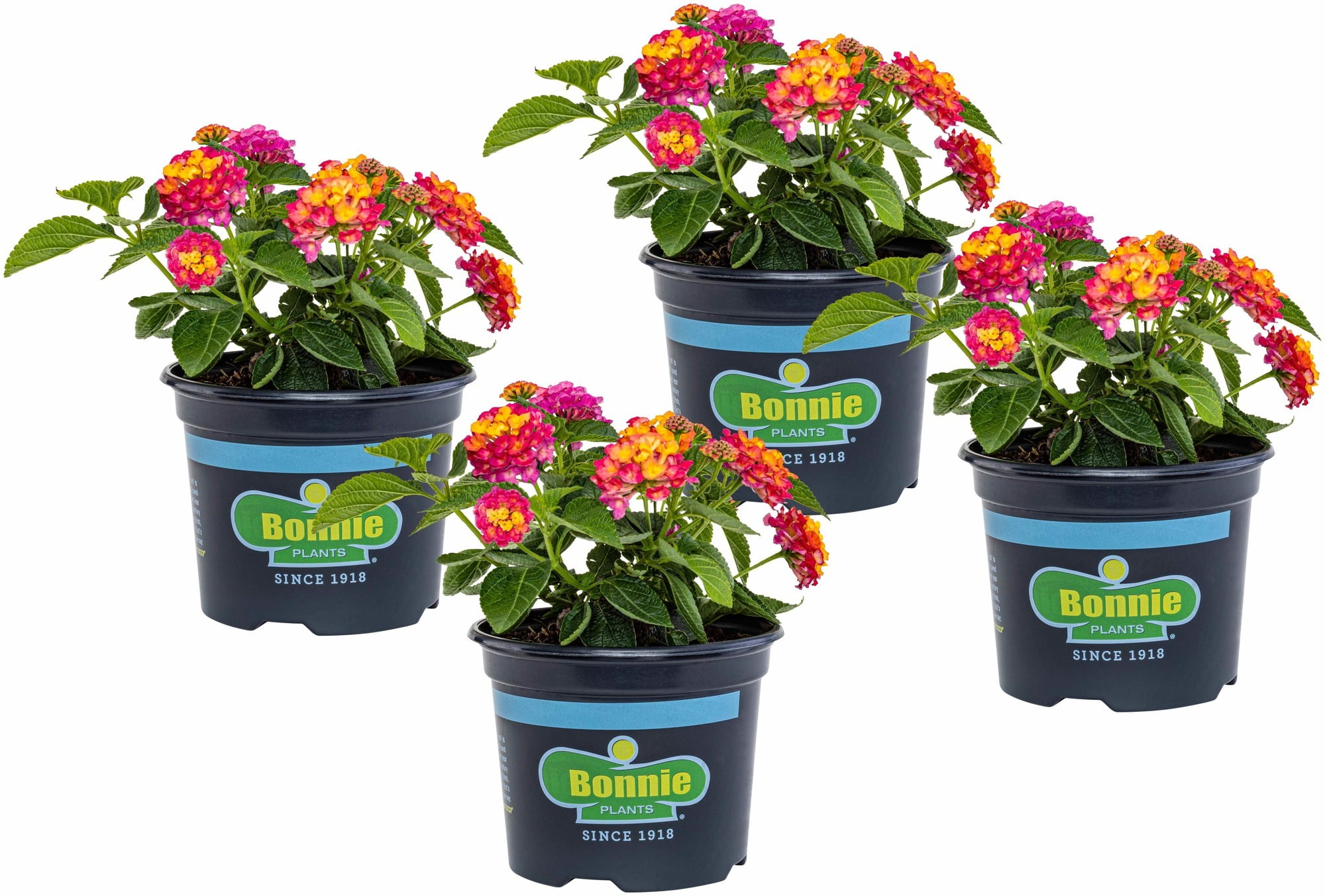 Bonnie Plants Pink & Yellow Lantana 25 oz. 4pack