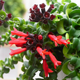 thumbnail image 3 of Set 2 Twisted Lipstick Plants Live, Curly Lipstick Houseplant, In 2 Inc Pots For Indoor Outdoor, 3 of 5