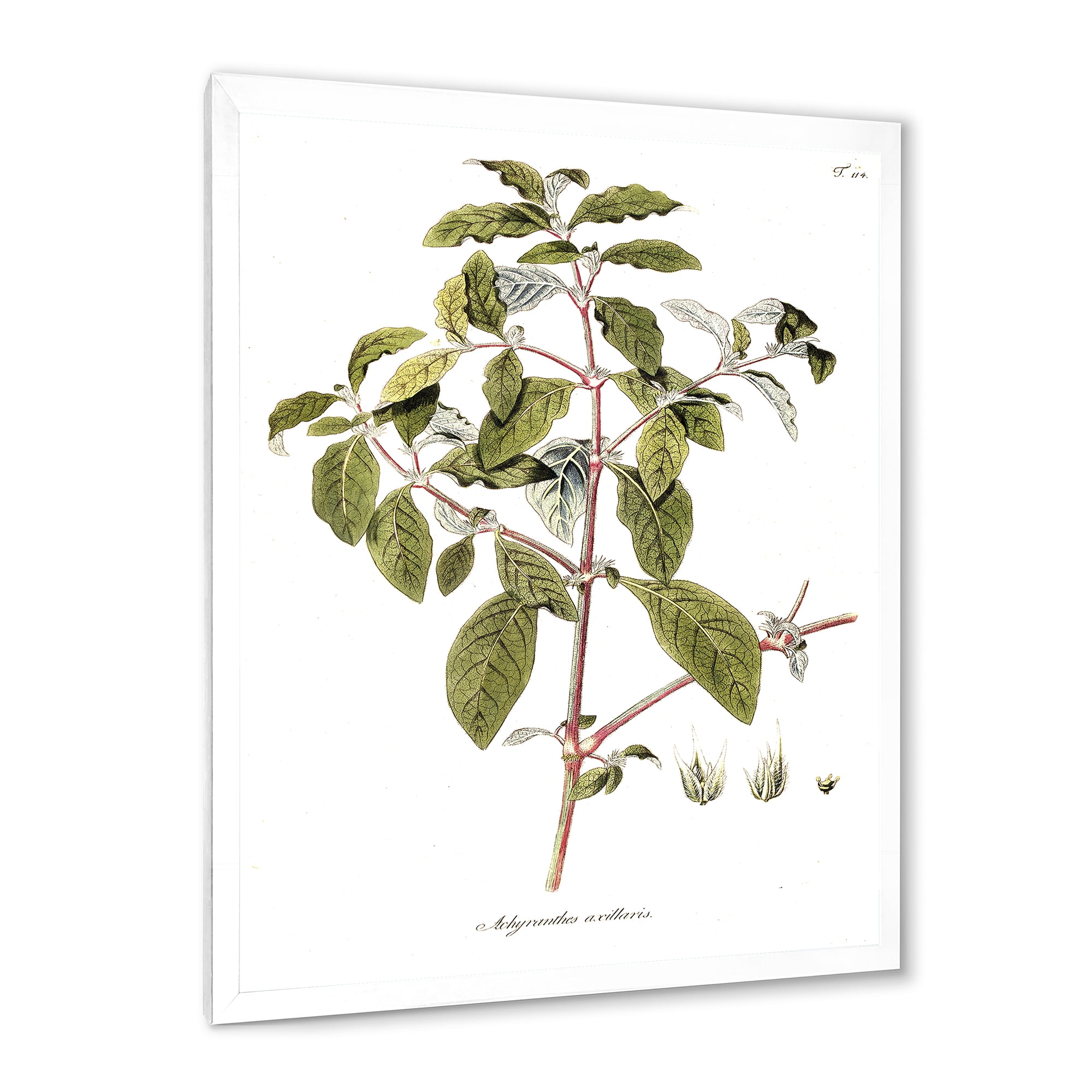 Designart 'Ancient American Flora IV' Traditional Framed Art Print