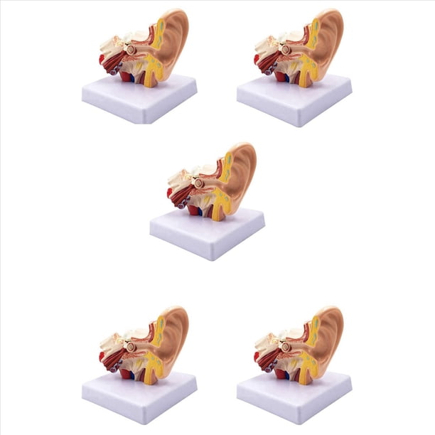5X 1.5X Modelo de AnatomíA del OíDo Humano - Modelo de SimulacióN de Estructura de OíDo Interno de Escritorio Profesional para EducacióN