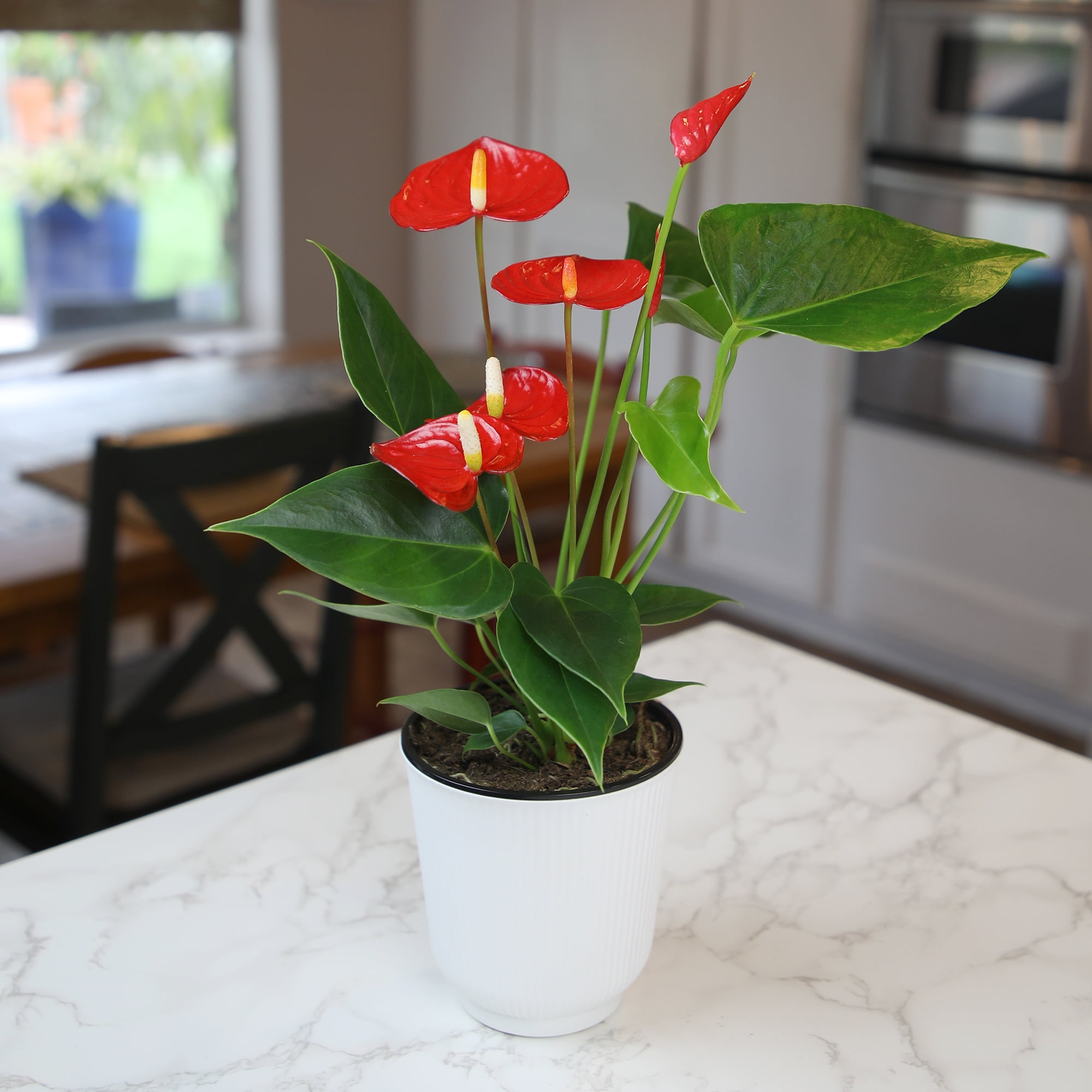16in. Tall Red Anthurium in 4.25in Decor Pot; Indirect Light, Easy Care; Element by Altman Plants