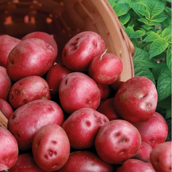 TomorrowSeeds - Pontiac Red Seed Potatoes - USDA Certified For Growers Tuber Red Skin Potato Garden Growing Planting Vegetable Seed 2025 - 15 Pounds