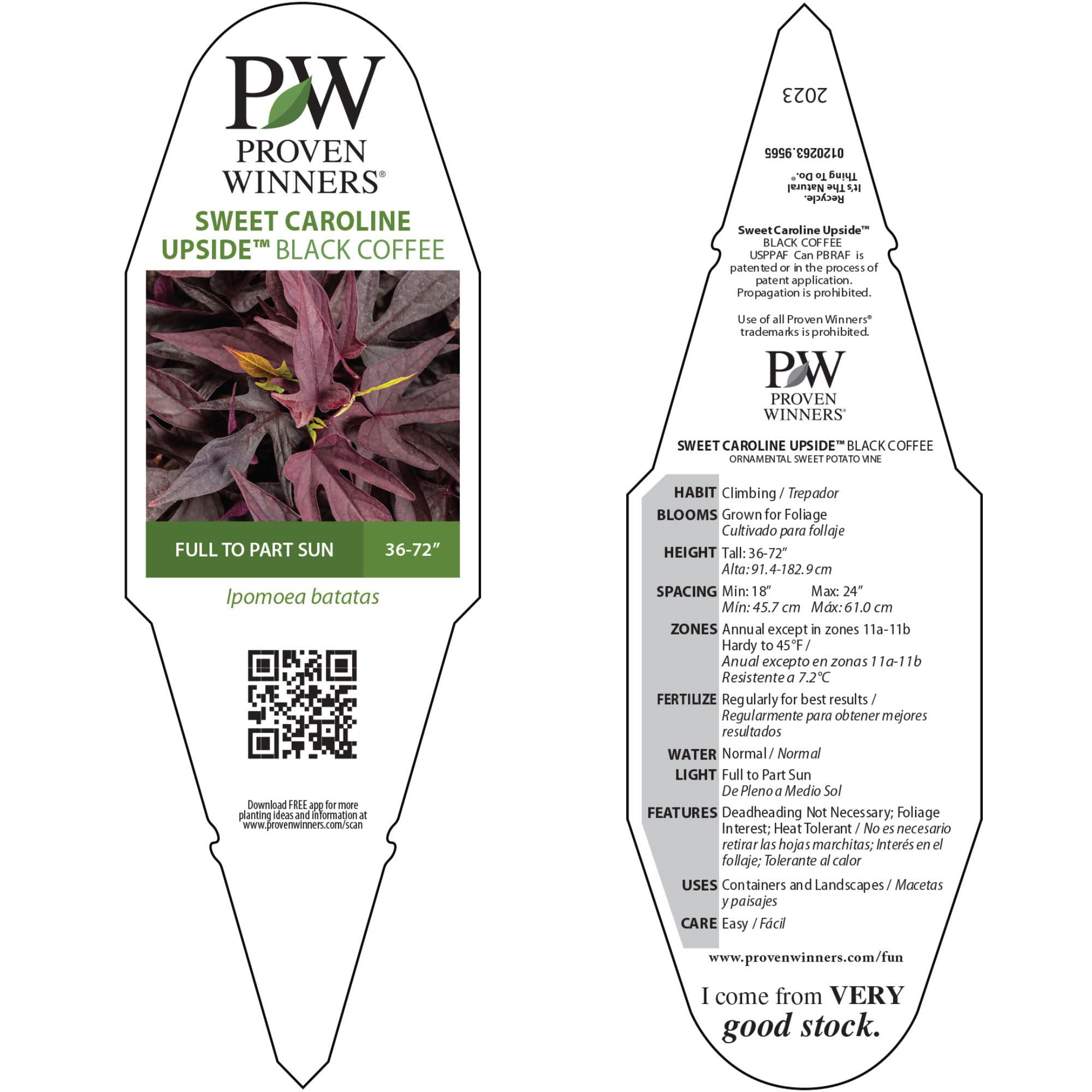 Proven Winners 4" Black Sweet Caroline Upside Black Coffee Ornamental Sweet Potato Vine Live Plant in 4.25" Pot (4 Count)