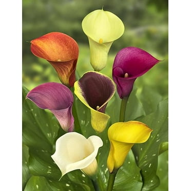Daylily Nursery Mixed Calla Lily Plant (5 Count), Beautiful Cup Shaped Flowers