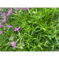 thumbnail image 2 of Emerald Pink Phlox Perennial - Live Plant - Quart Pot, 2 of 4
