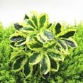 thumbnail image 1 of Zhuge 4 piezas de plantas artificiales, arbustos de seda falsos, hojas de plantas verdes artificiales, decoración central, decoración para colgar en la pared, color amarillo, 1 of 4