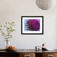 thumbnail image 3 of Musk Thistle, Closeup of Flower Head, UK, Botanical Framed Art Print Wall Art by Mark Hamblin Sold by Art.Com, 3 of 5