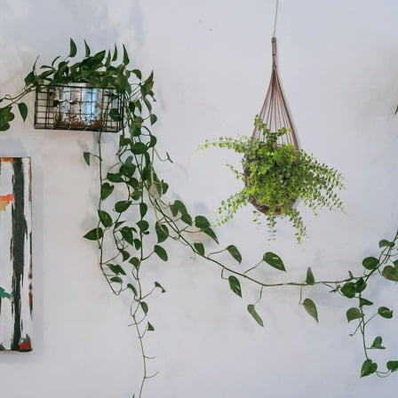 Baluue Wall Basket Planter for Plants Coffee 1Pcs