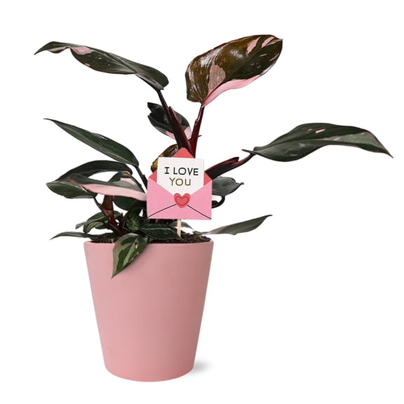 5IN Pink Princess Philodendron (Love You Edition) – Pink Jane Matte – “I Love You Envelope” Pick