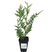 Thuja Green Giant Arborvitae 3 inch deep pot, 12+ inches Tall, Lot of 30
