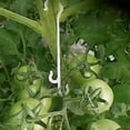 thumbnail image 1 of BRILLAR Clips de soporte para tomates 100 piezas 13 cm, 1 of 5