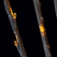 thumbnail image 2 of Northlight LED Lighted Branch Spray Outdoor Christmas Pathway Marker - 72" - Yellow, 2 of 3