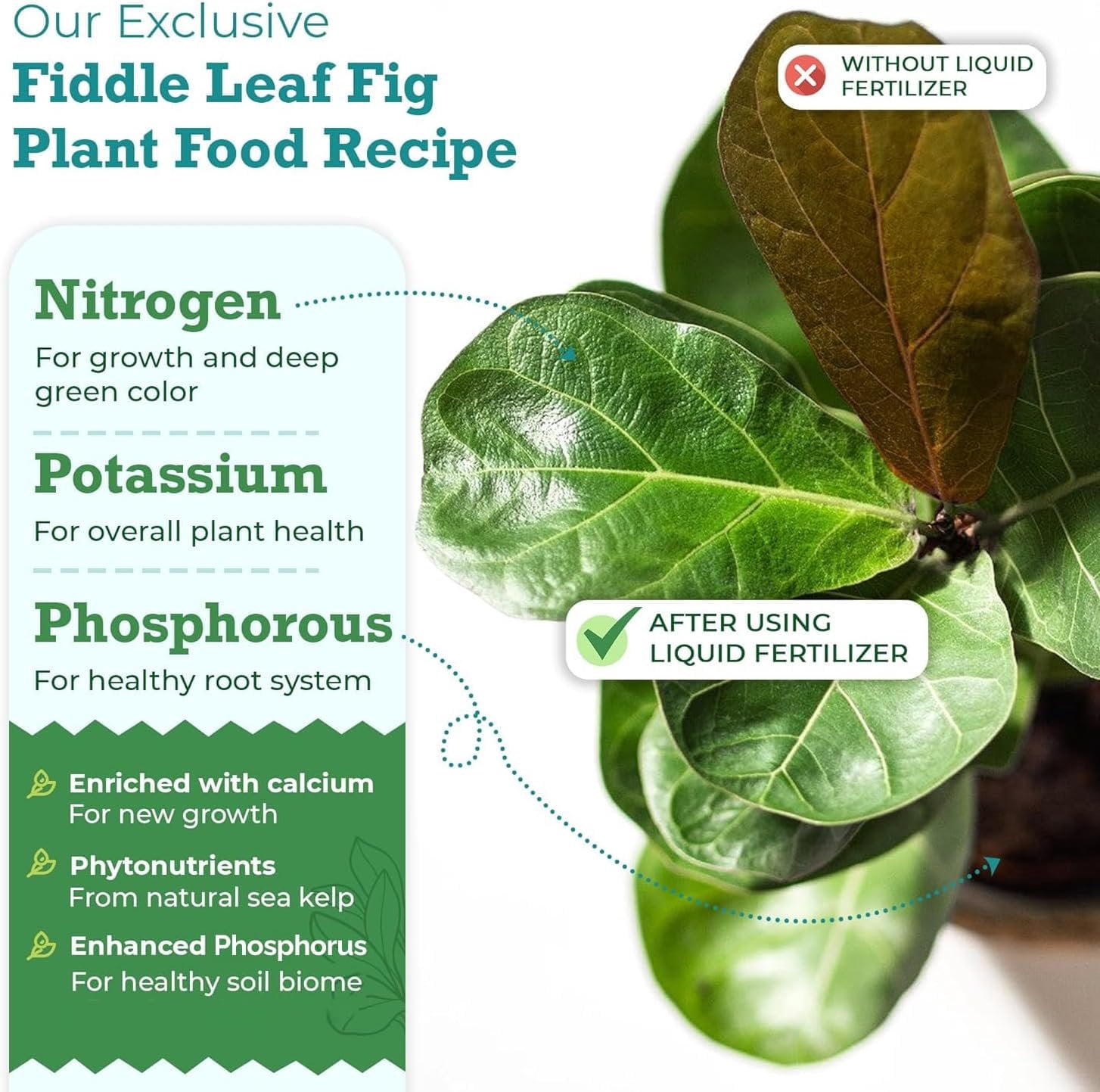 Fiddle Leaf Fig Plant Food  312 Balanced NPK Liquid Fertilizer for Larger Leaves, Stronger Roots & Steady, Vibrant Growth  Suitable for All Ficus Including Ficus Lyrata  Made in USA  8 oz