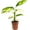 Pilosa Lubbersii, variant on Calathea Sanguinea Prayer Plant - Live Plant in a 2 Inch Pot -Calathea 'Sanguinea' - Starter Plants - Beautiful and Elegant Easy Care Indoor Houseplants from The Nursery